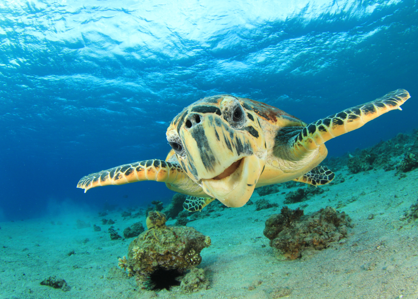 conservación de tortugas marinas