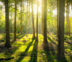 diferentes tipos de bosque