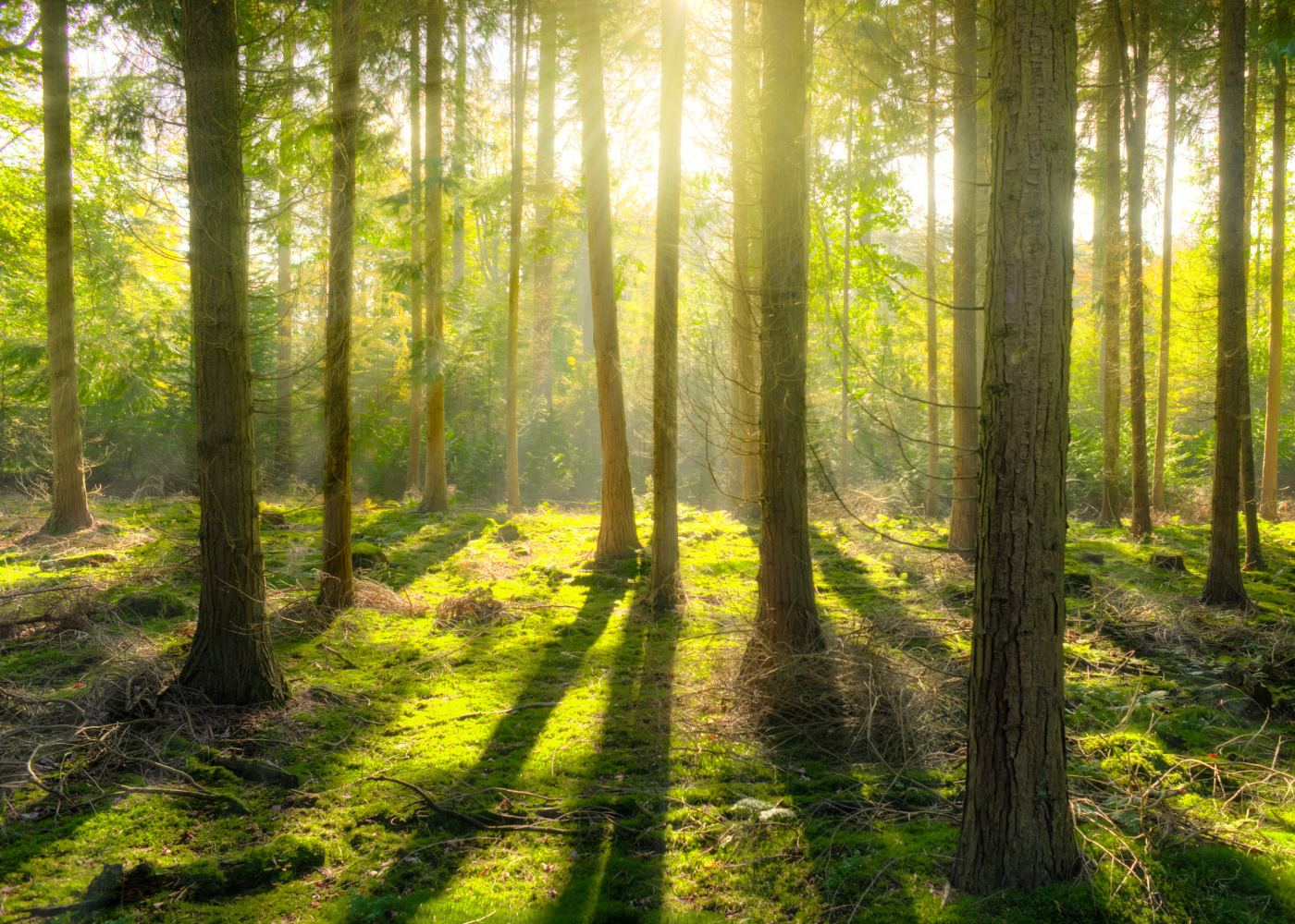 diferentes tipos de bosque