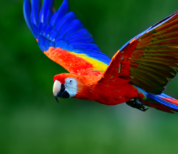 hechos sobre la guacamaya roja