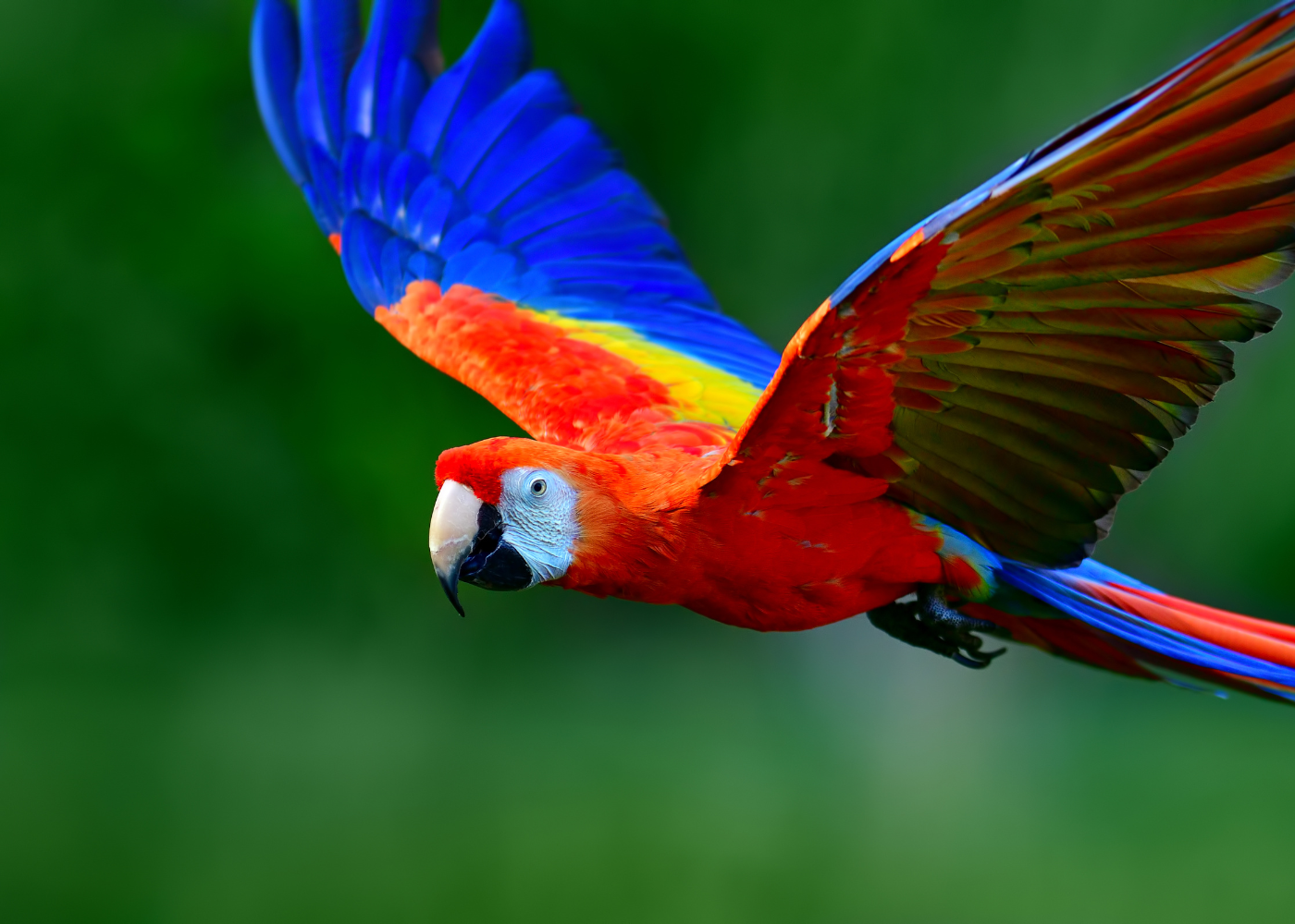 hechos sobre la guacamaya roja