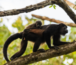 Mono aullador de manto