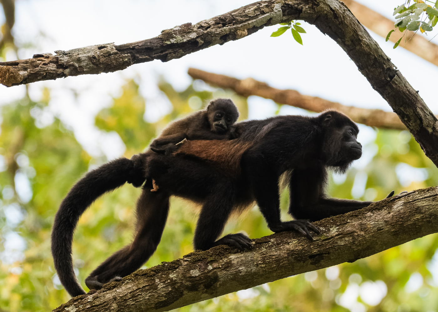 Mono aullador de manto