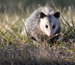 zarigüeya vs. zarigüeya