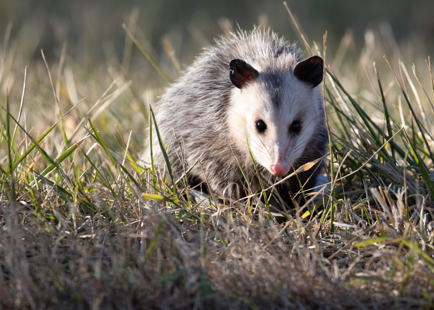 zarigüeya vs. zarigüeya