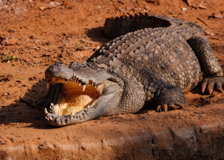 American Crocodile vs Alligator: Characteristics & Conservation