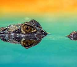 cocodrilo americano vs caimán