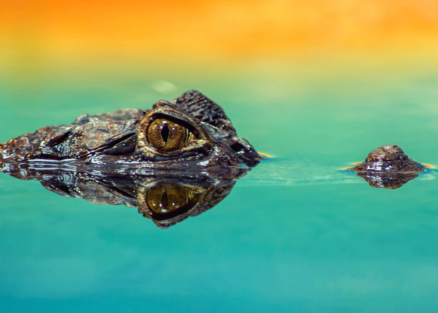 cocodrilo americano vs caimán