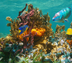 5 Formas de proteger la vida marina.