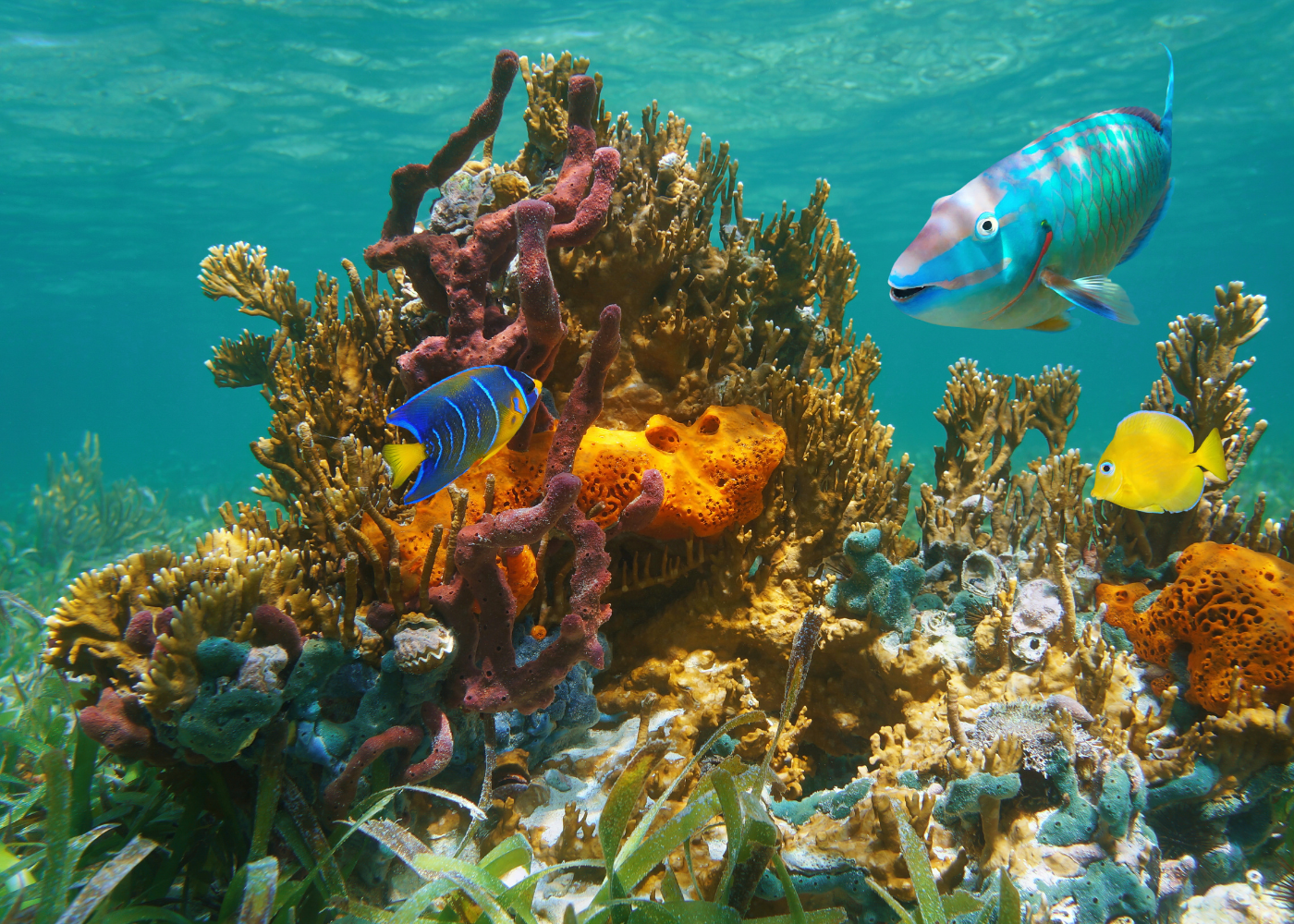 5 Formas de proteger la vida marina.