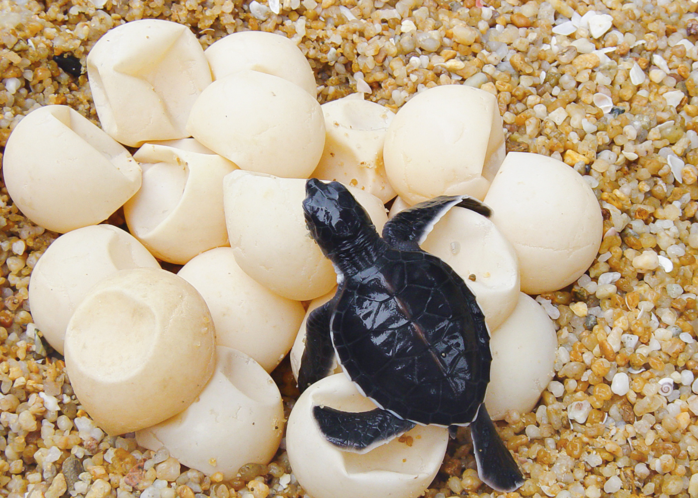 Safeguarding Turtle Nests: What To Do When You Spot Turtle Eggs