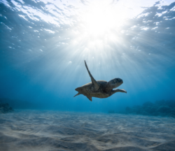 turtles of the pacific ocean