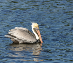 pelícano pardo