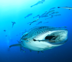 ¿Por qué el tiburón ballena está en peligro de extinción?