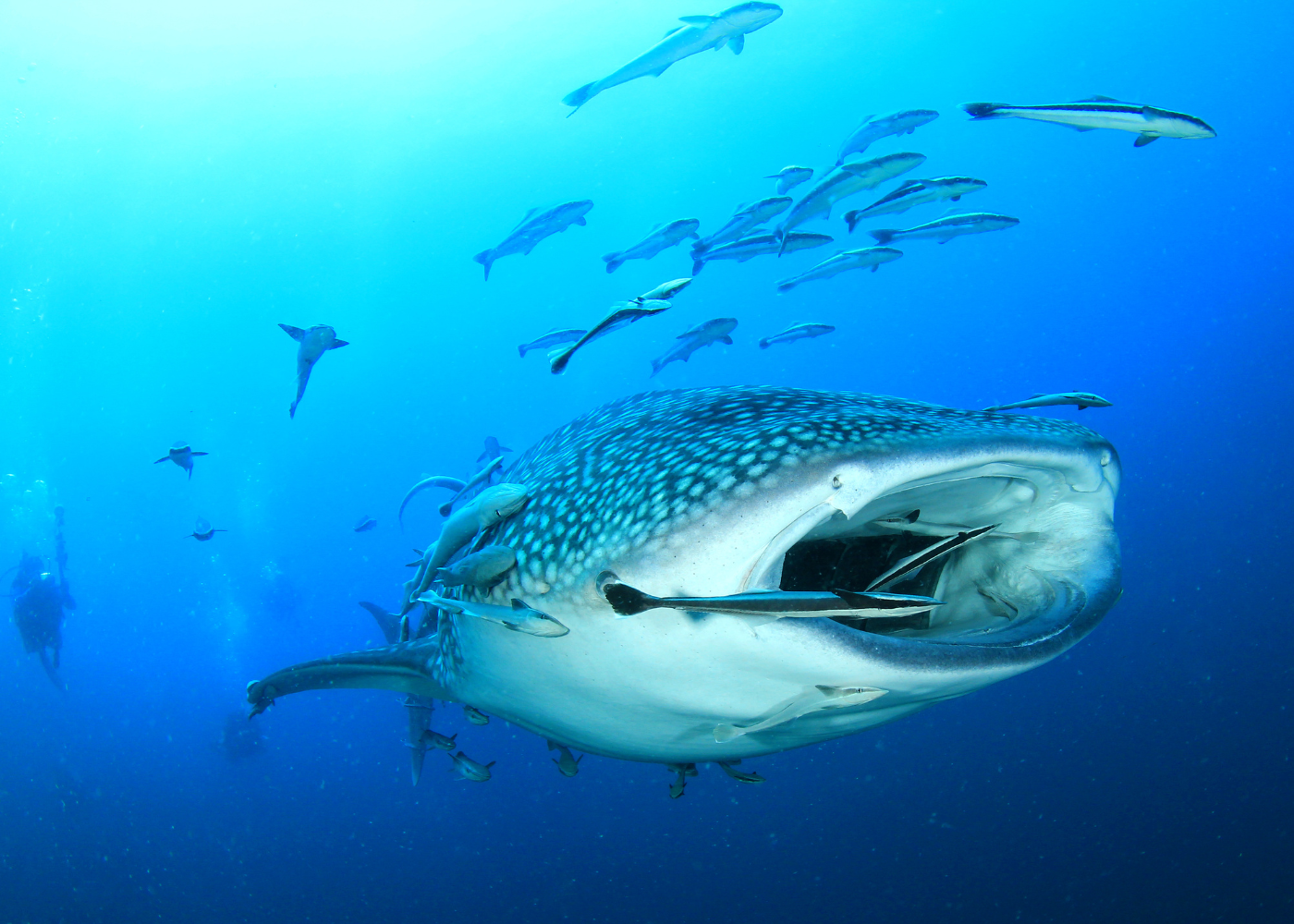 ¿Por qué el tiburón ballena está en peligro de extinción?