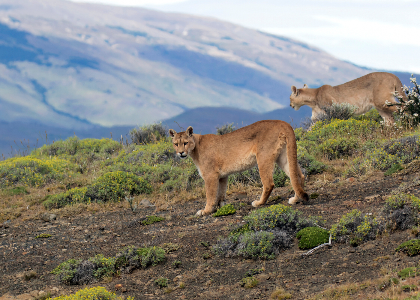 puma habitat