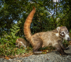 coatí de nariz blanca