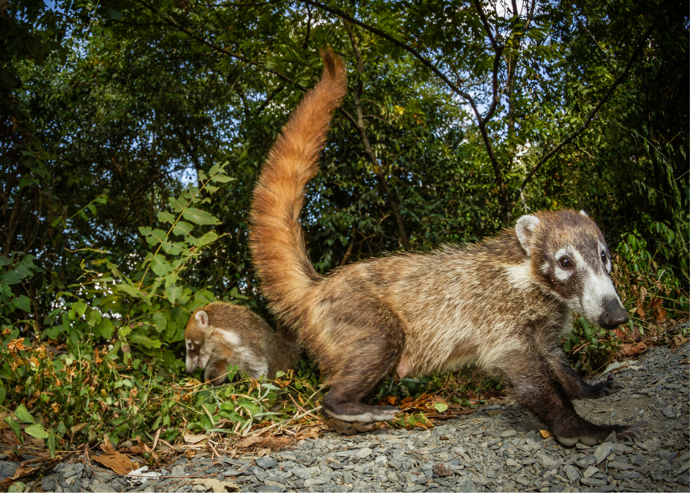 white-nosed coati