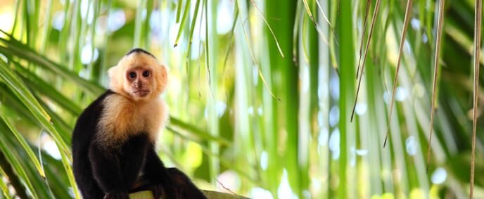 Panamanian white-faced capuchin