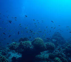 Celebrando el Día Mundial del Océano 2025