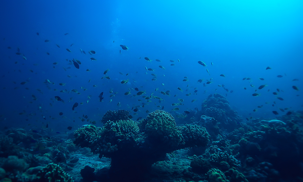 Celebrando el Día Mundial del Océano 2025