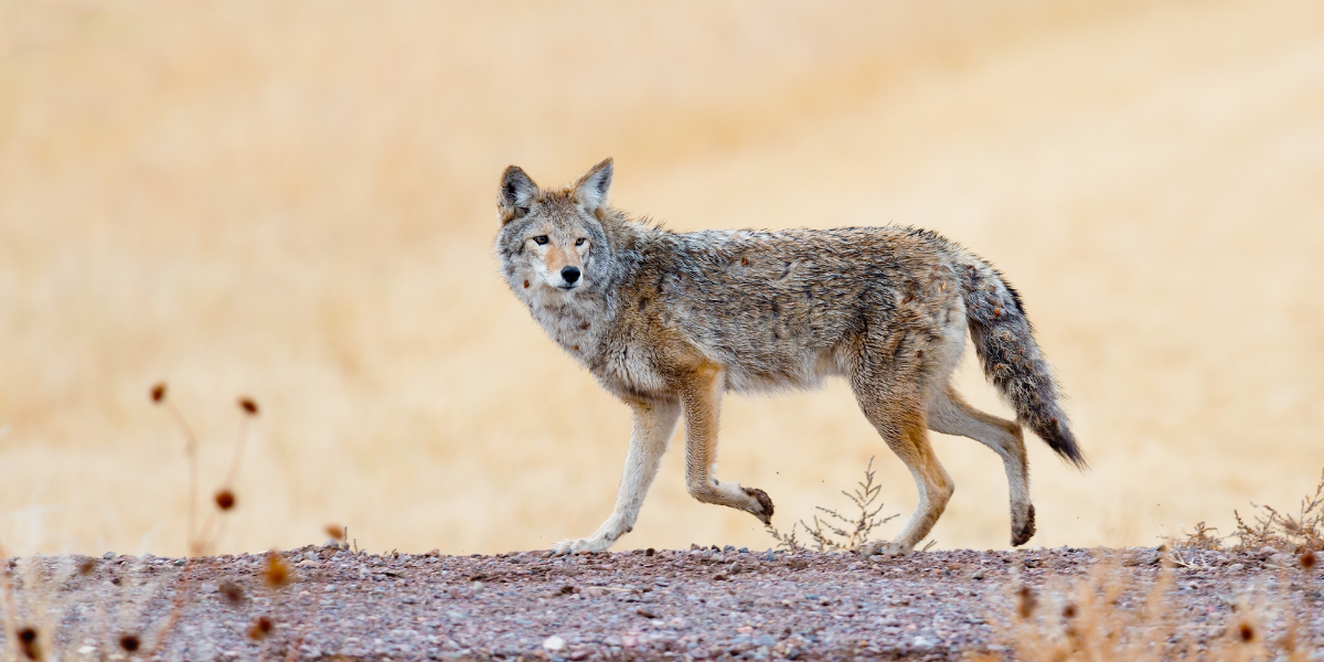 Coyotes en América