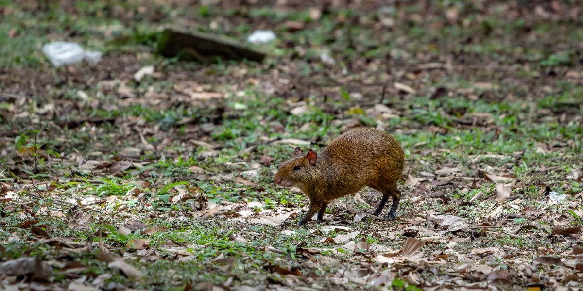 Agouti de América Central