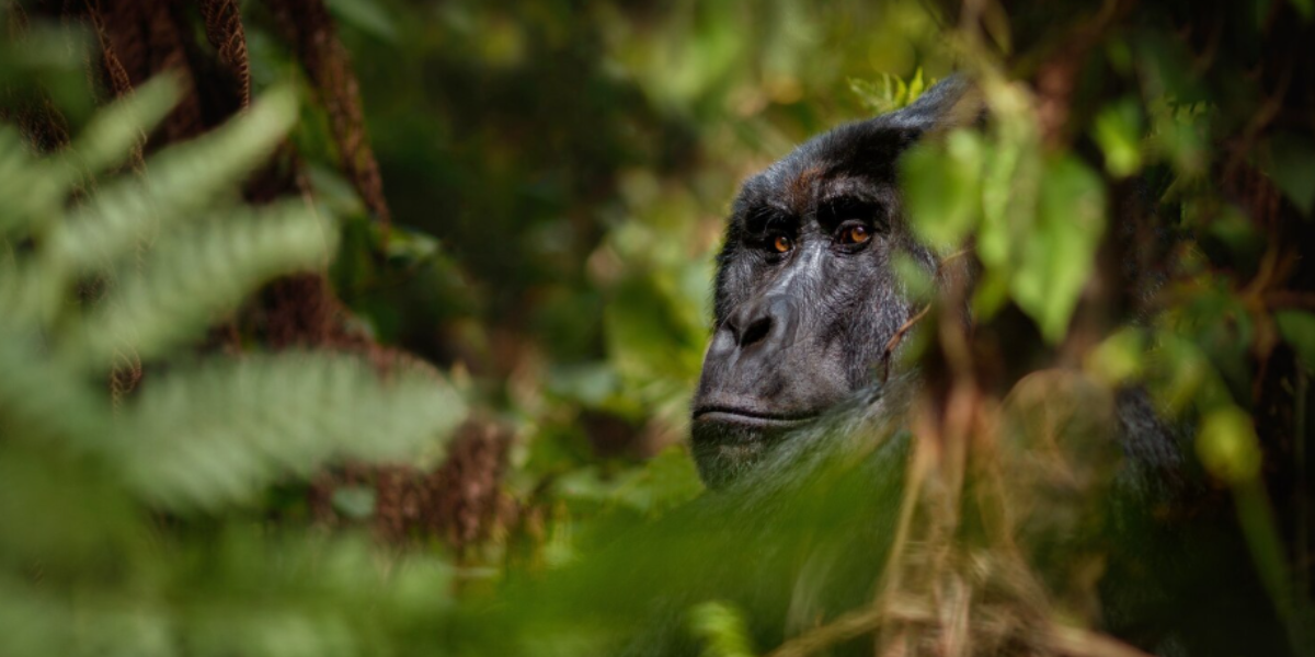 _ ¿Cuál es la diferencia entre las especies amenazadas en peligro de extinción y extinción
