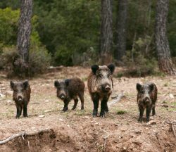 "pacific coast animals "