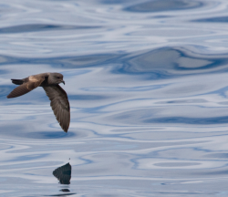 Petrel de tormenta cenicienta