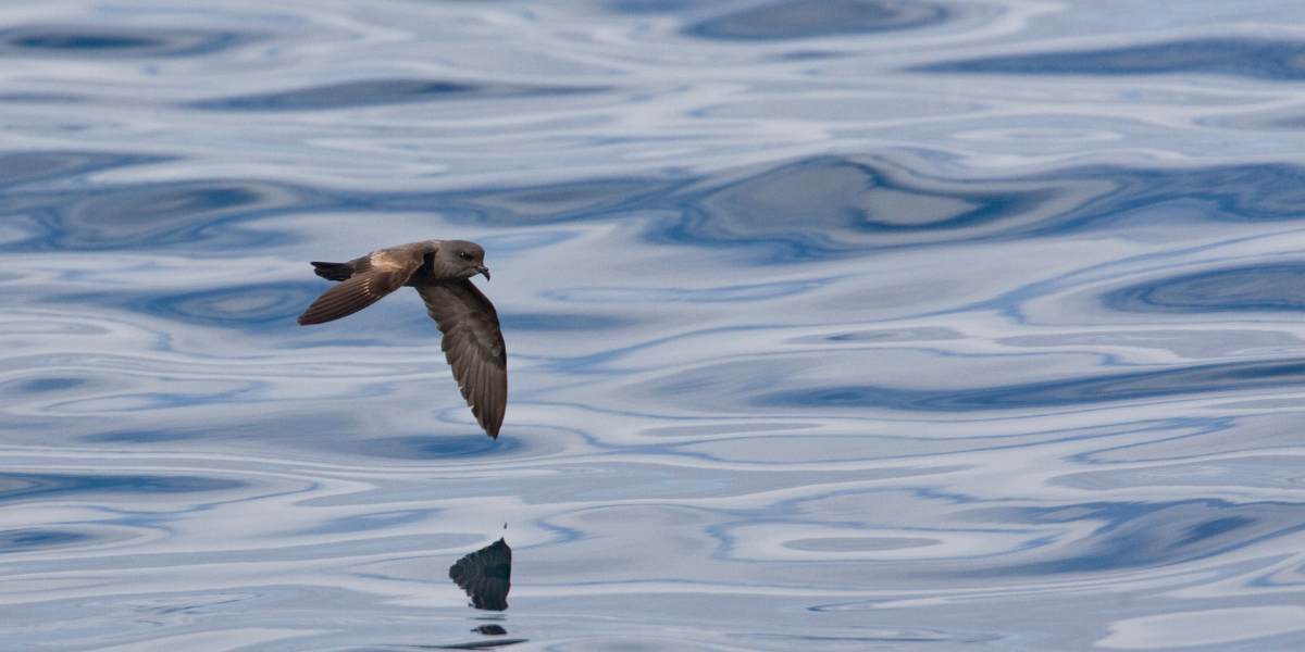 Petrel de tormenta cenicienta
