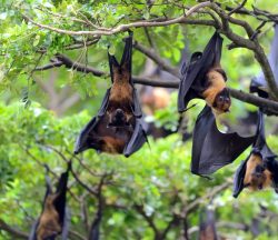 Mes de agradecimiento a los murciélagos