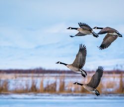 Aves migratorias de la costa del Pacífico