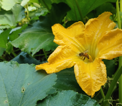 Squash Plants with bees