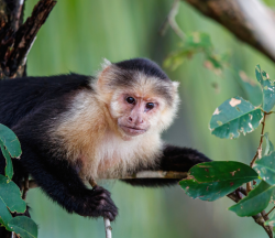 Panamanian White-faced Capuchin (1)