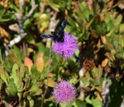 what is flora and fauna