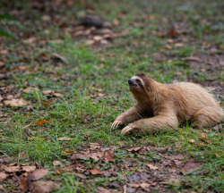 hoffmann's two-toed sloth