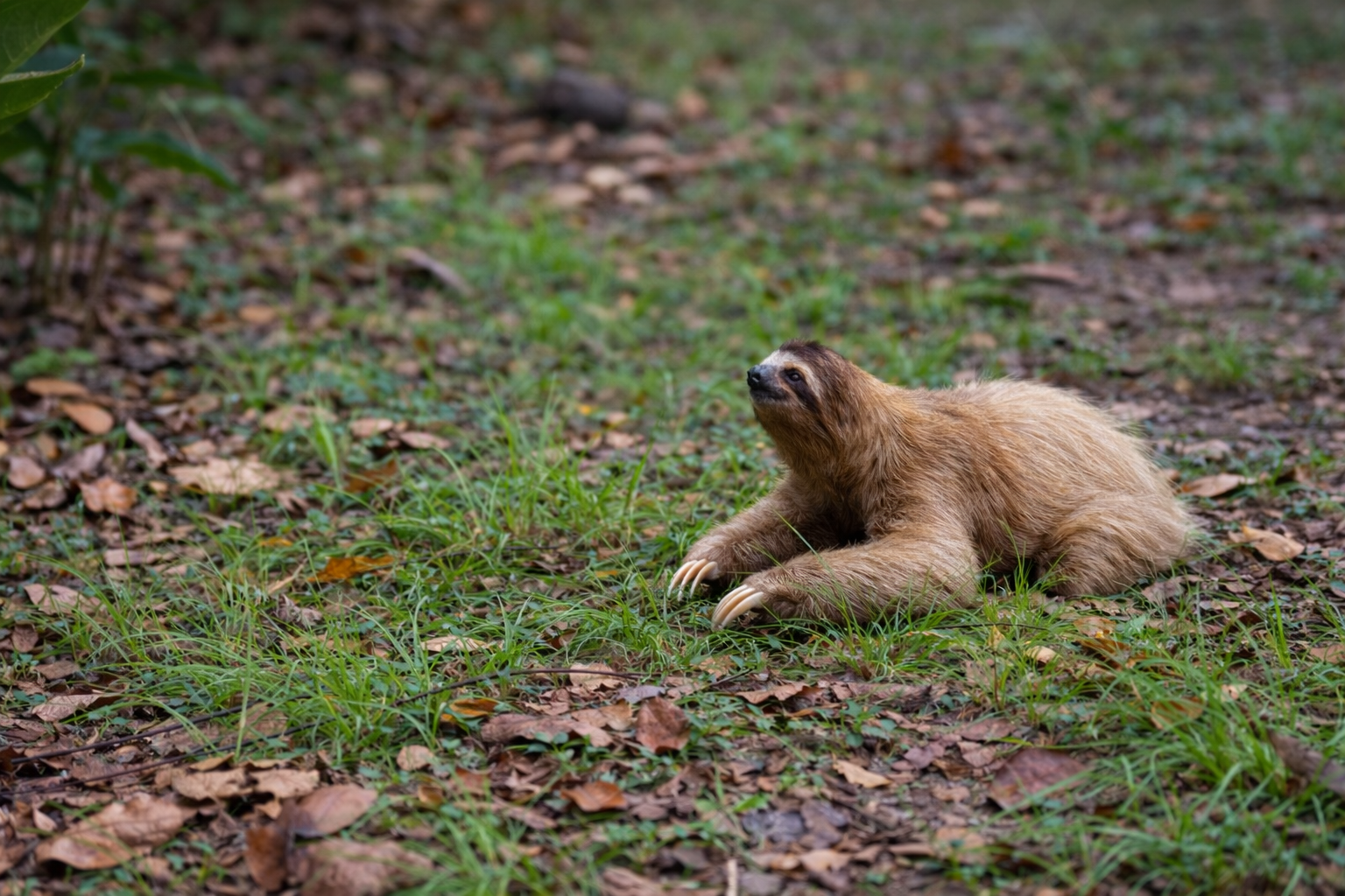 hoffmann's two-toed sloth