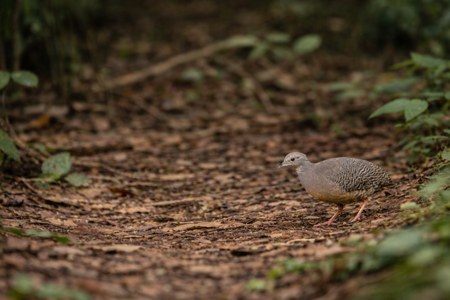 thicket tinamou