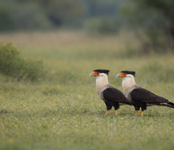 Caracara crestada