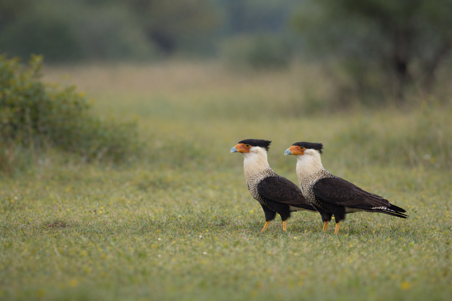 Crested caracara