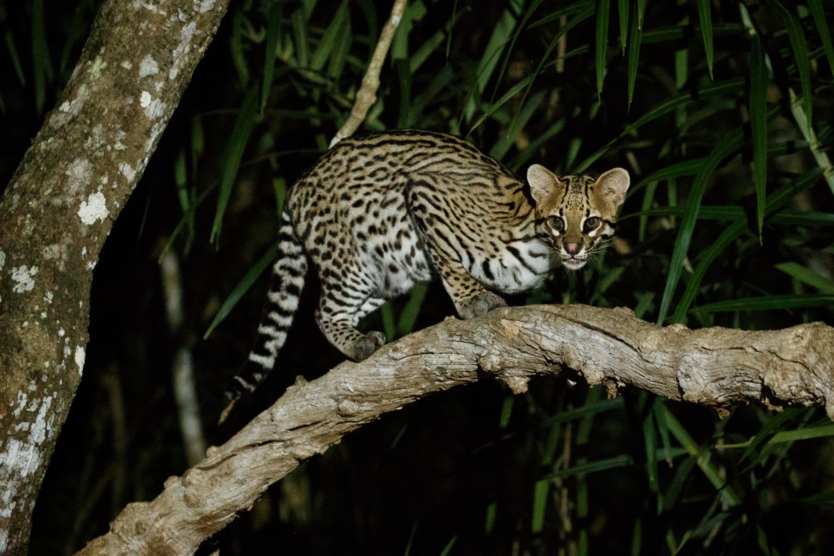 margay