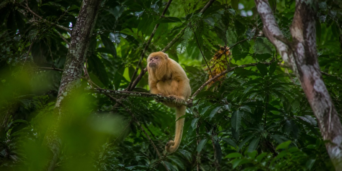 Albino Howler Monkey