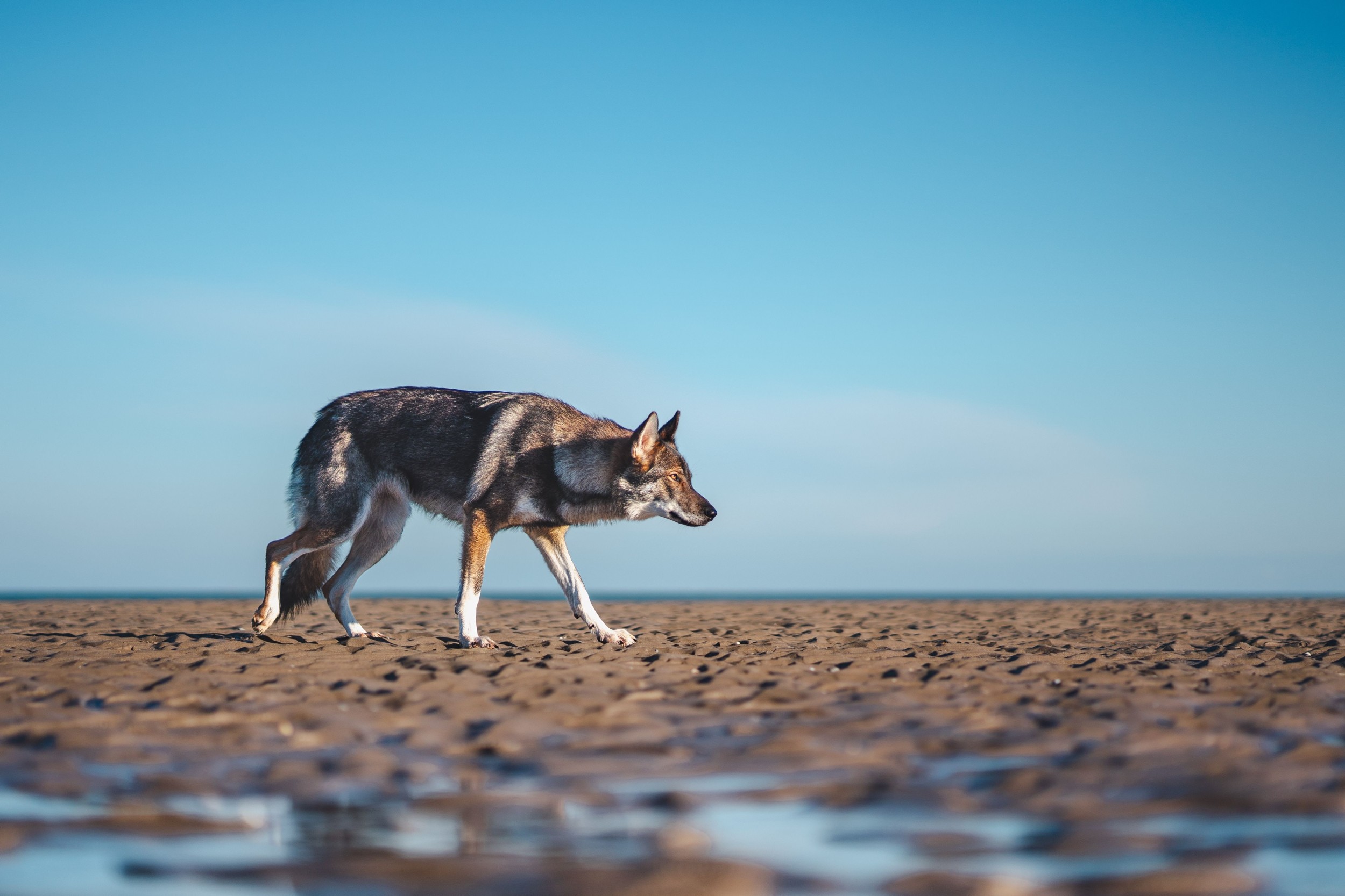 What is a Coyoteeeeeee