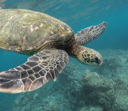 animales marinos de la costa del pacífico