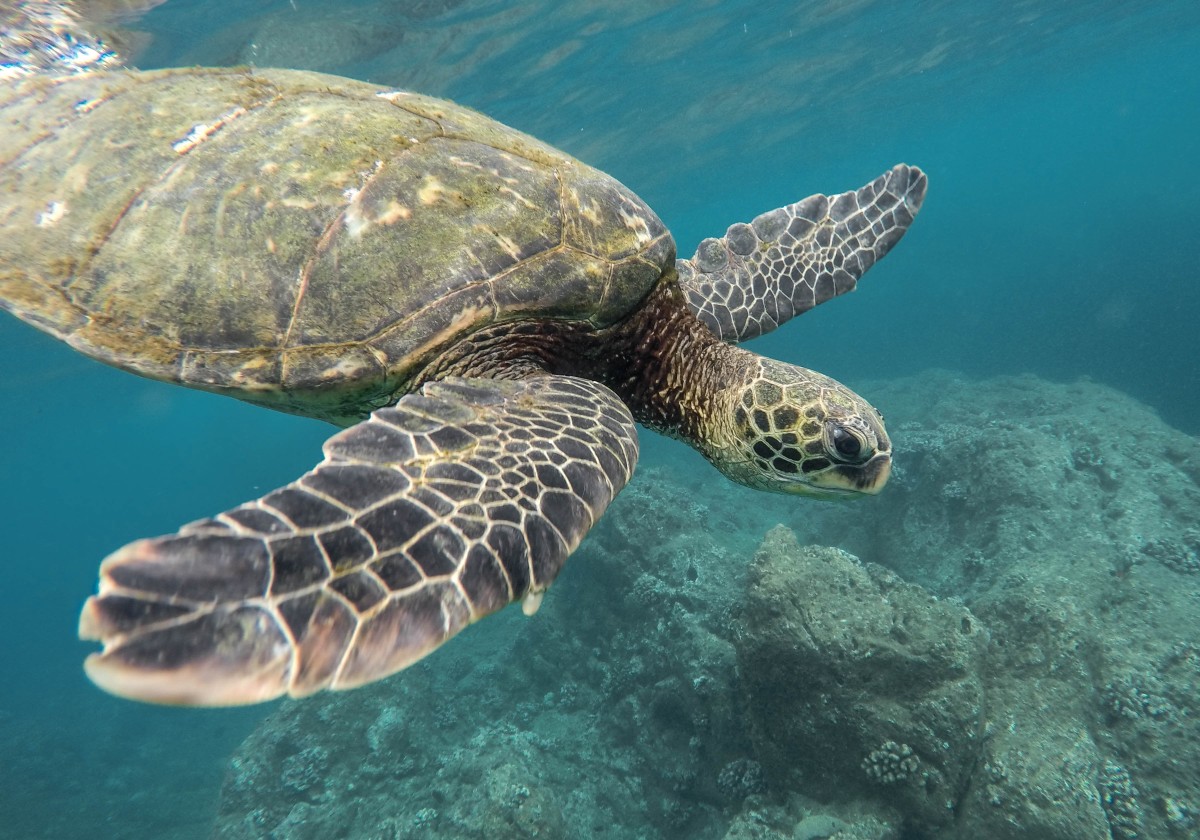 pacific coast marine animals