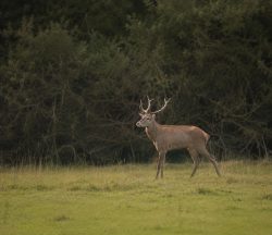 white-tailed deer