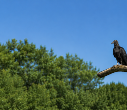 black vulture paso pacifioc